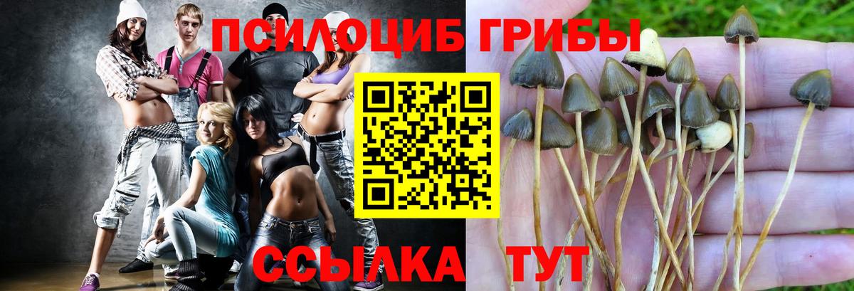 Псилоцибиновые грибы Psilocybine cubensis Воскресенск